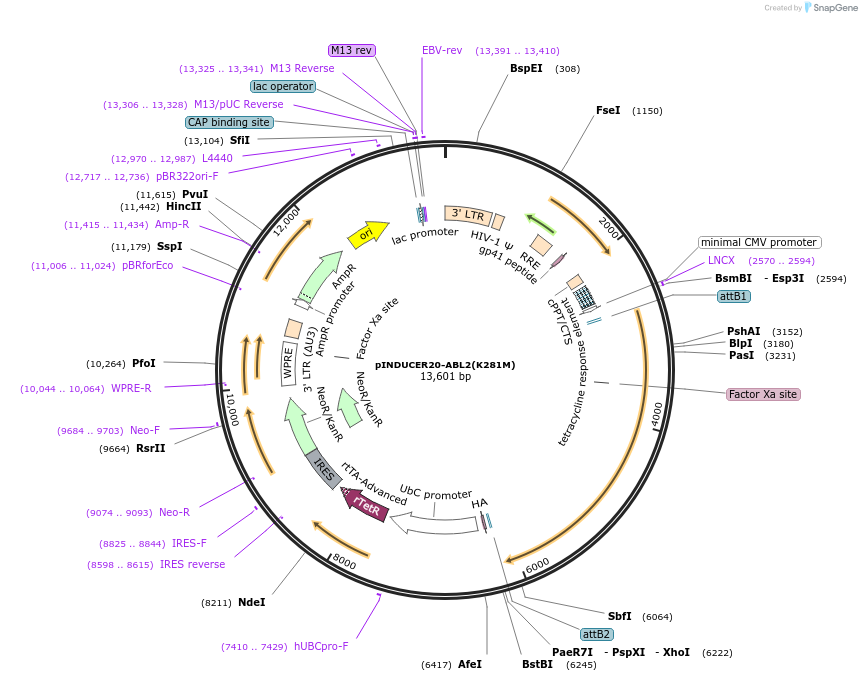215470-plasmid-map-sequence-id-485197