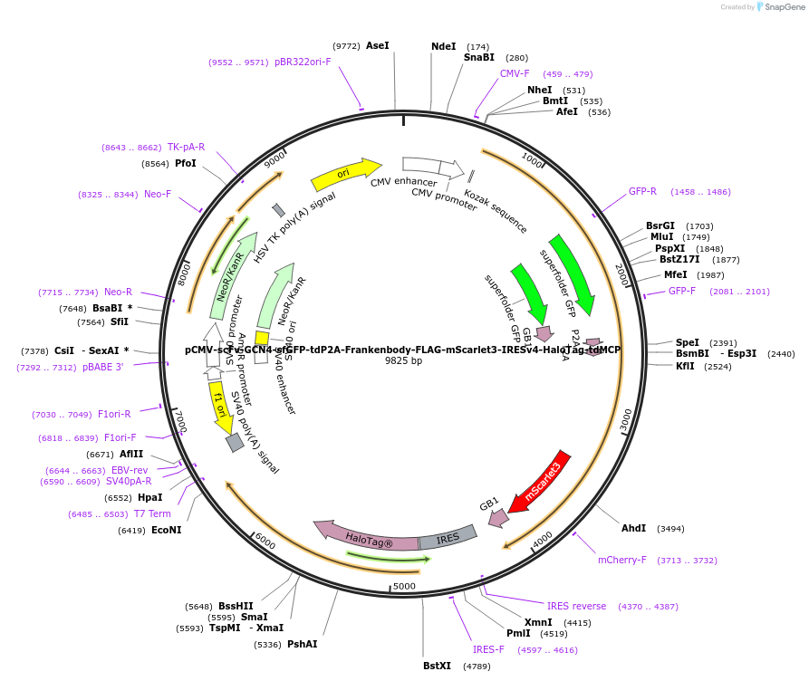241141-plasmid-map-sequence-id-485239