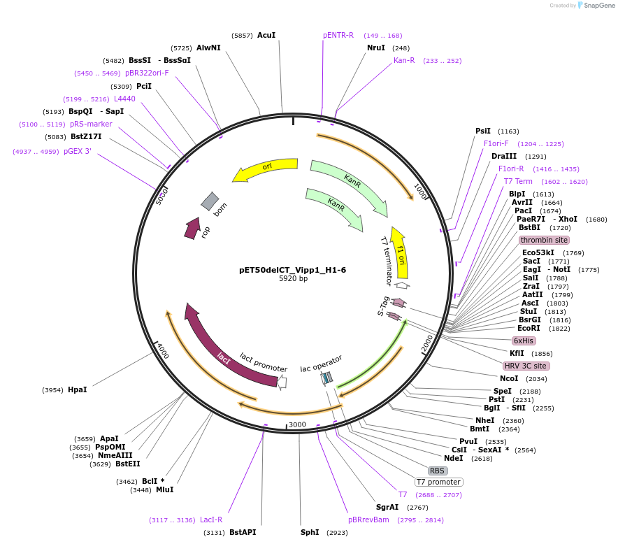 223816-plasmid-map-sequence-id-485241
