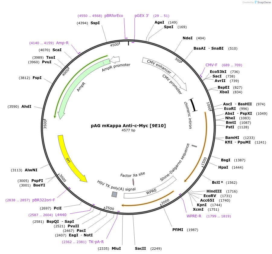 242956-plasmid-map-sequence-id-485246