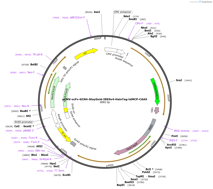 241144-plasmid-map-sequence-id-485248
