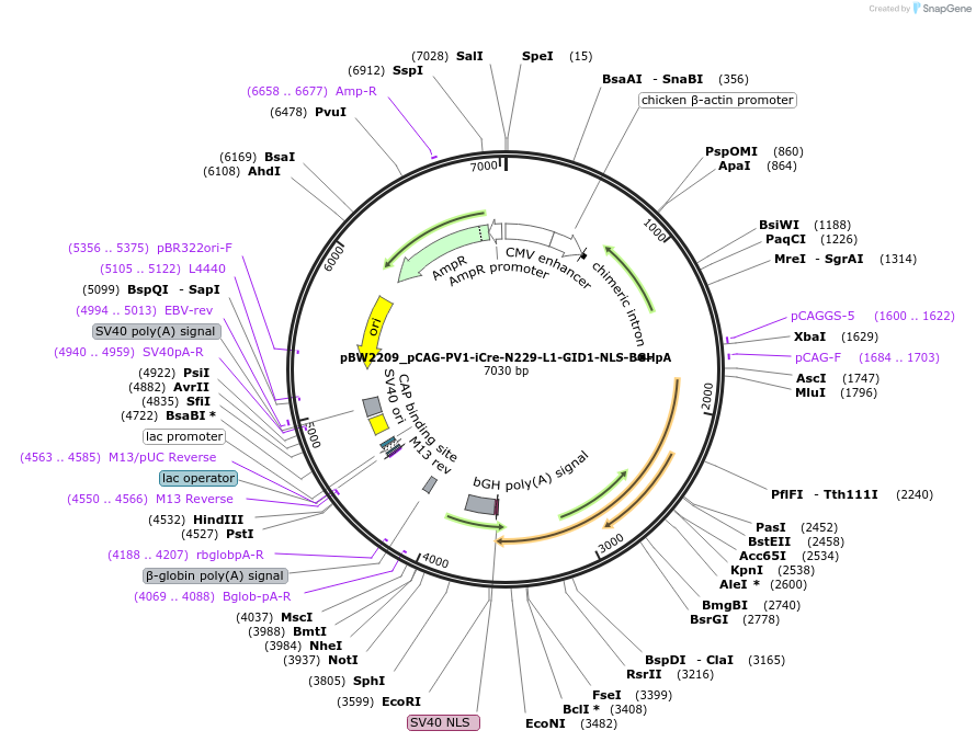 108723-plasmid-map-sequence-id-485253