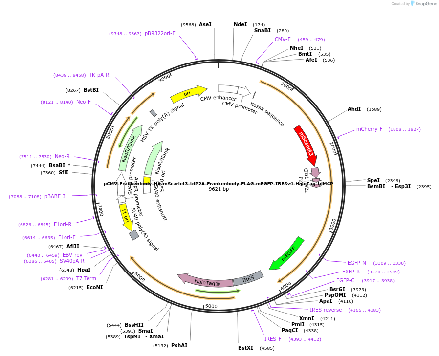 241140-plasmid-map-sequence-id-485256