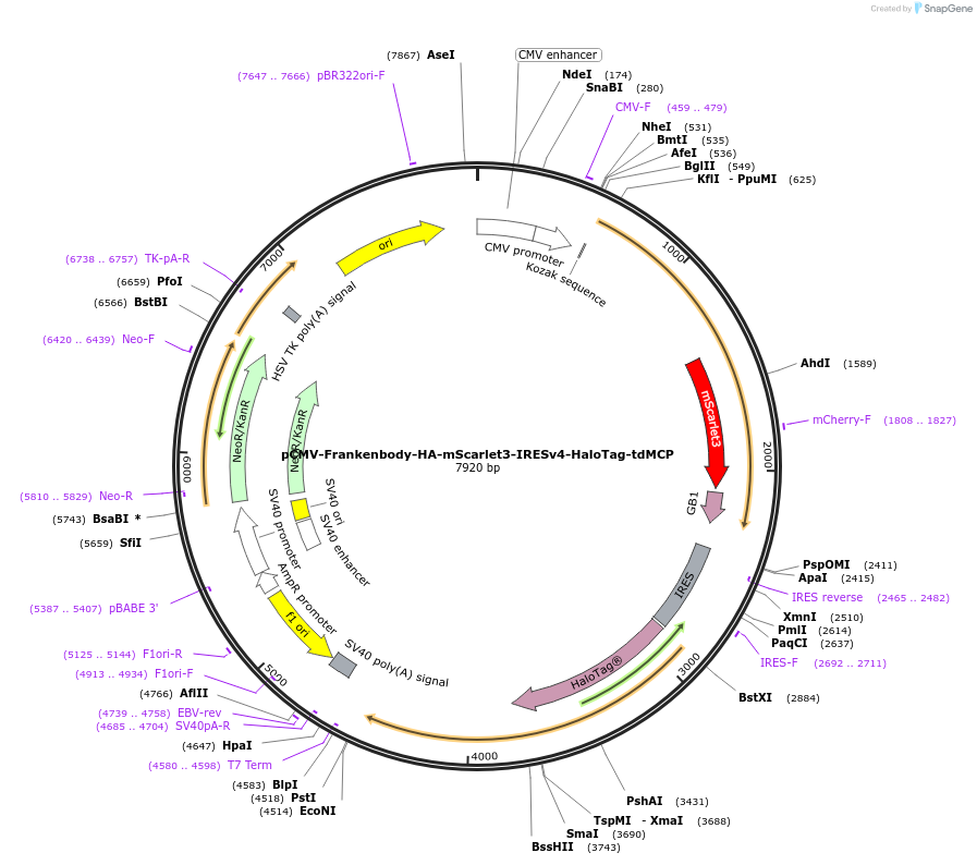 241135-plasmid-map-sequence-id-485262