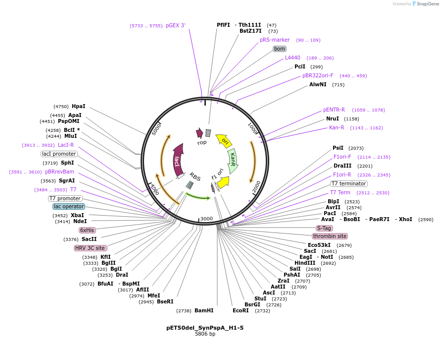 223820-plasmid-map-sequence-id-485300