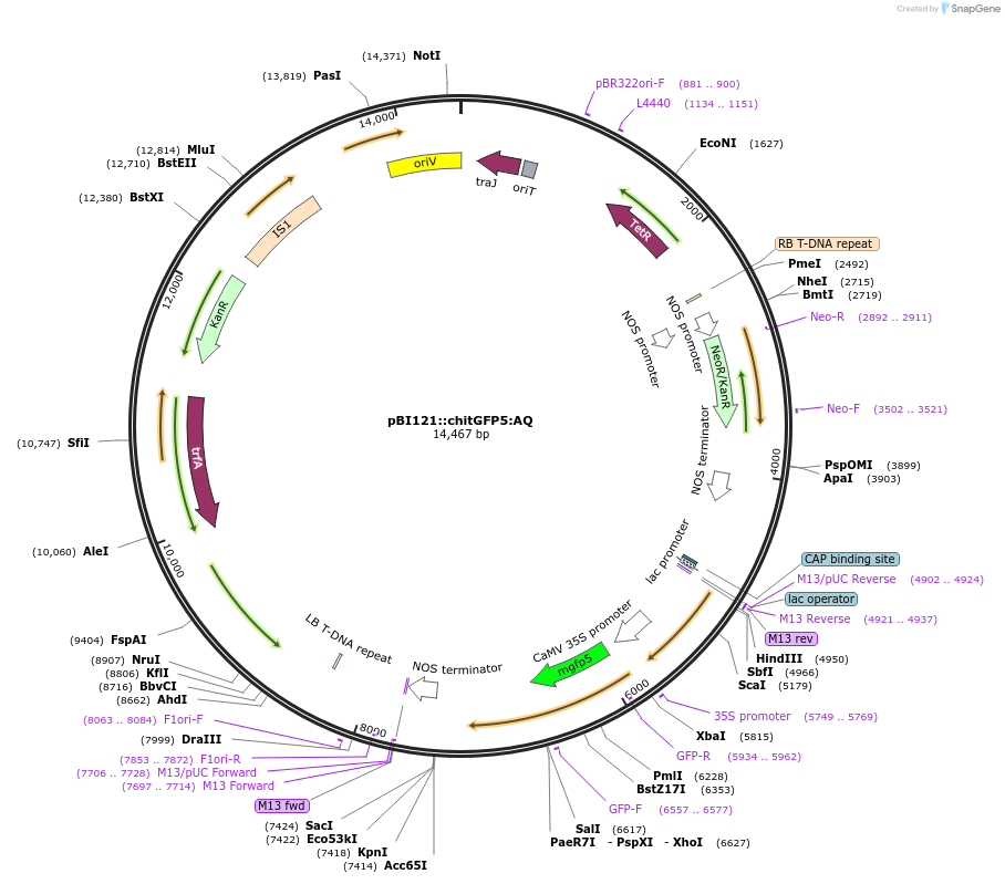 240450-plasmid-map-sequence-id-485322