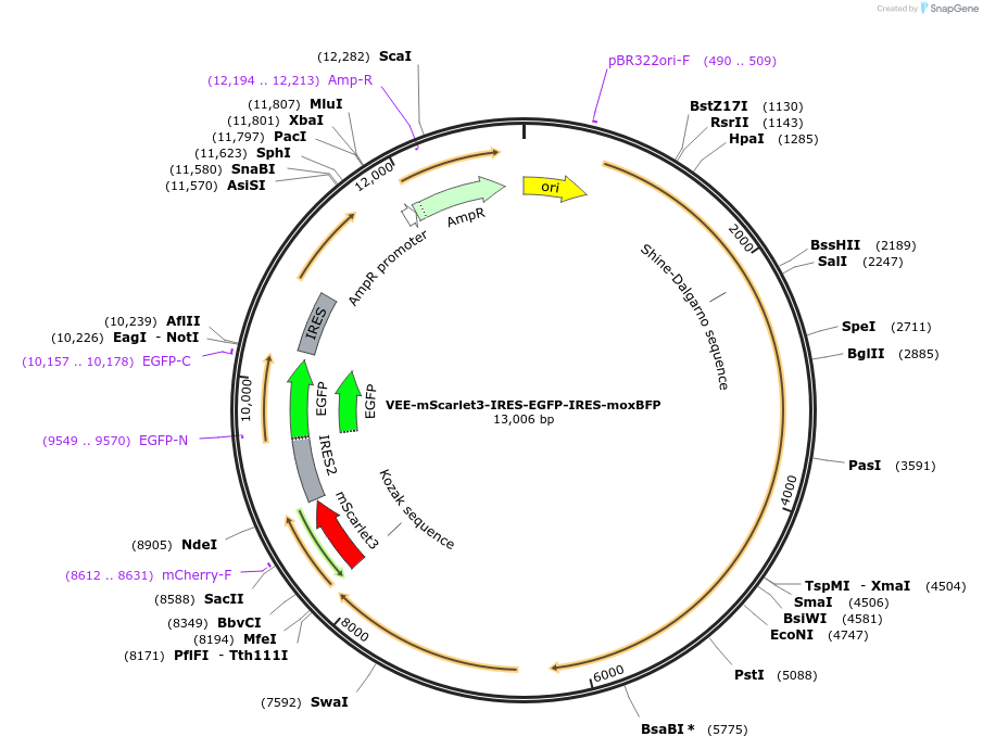 242407-plasmid-map-sequence-id-485333