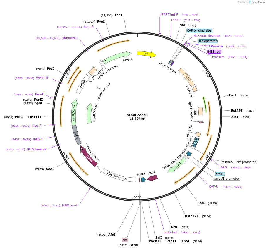 44012-plasmid-map-sequence-id-485342