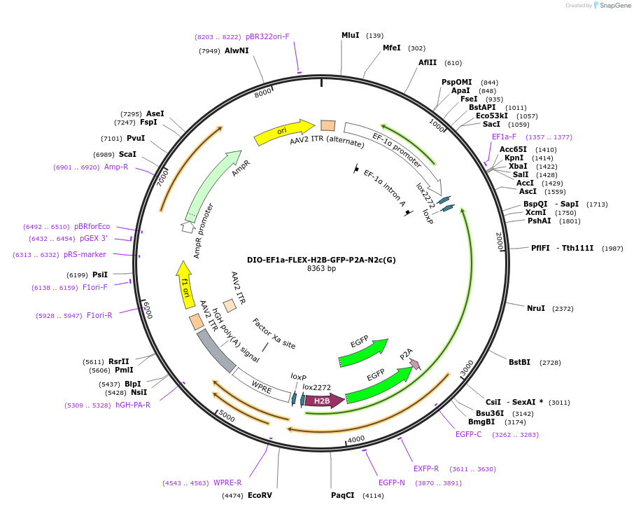 73476-plasmid-map-sequence-id-485343
