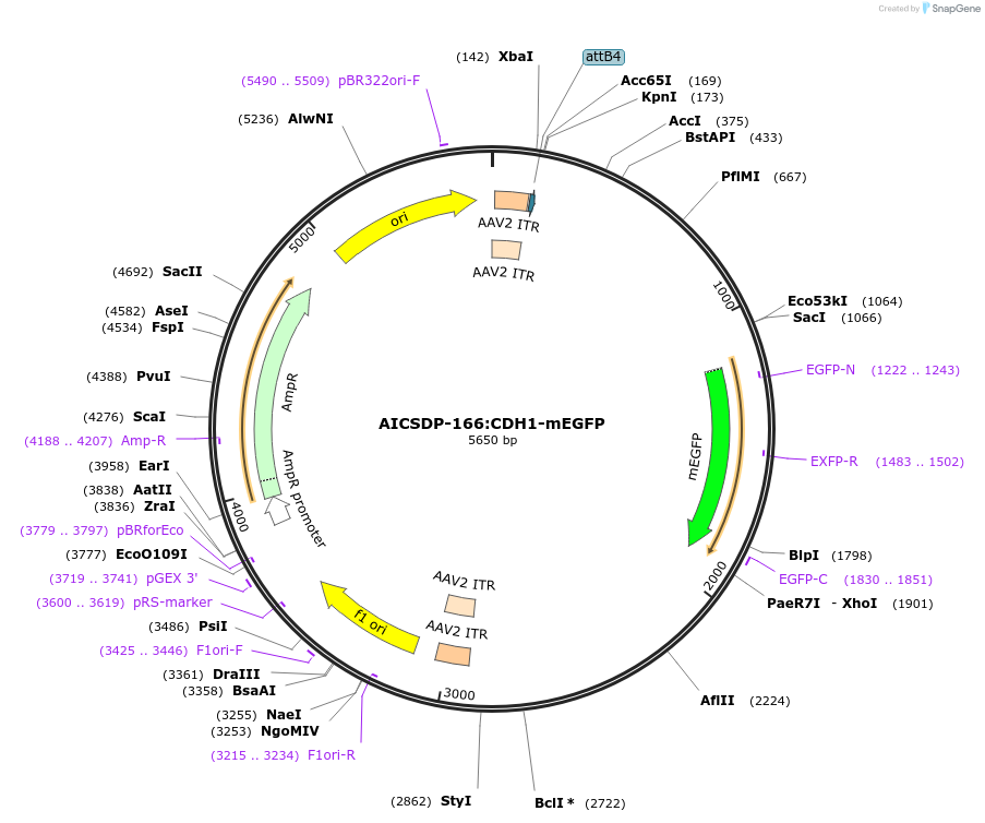 193921-plasmid-map-sequence-id-485363