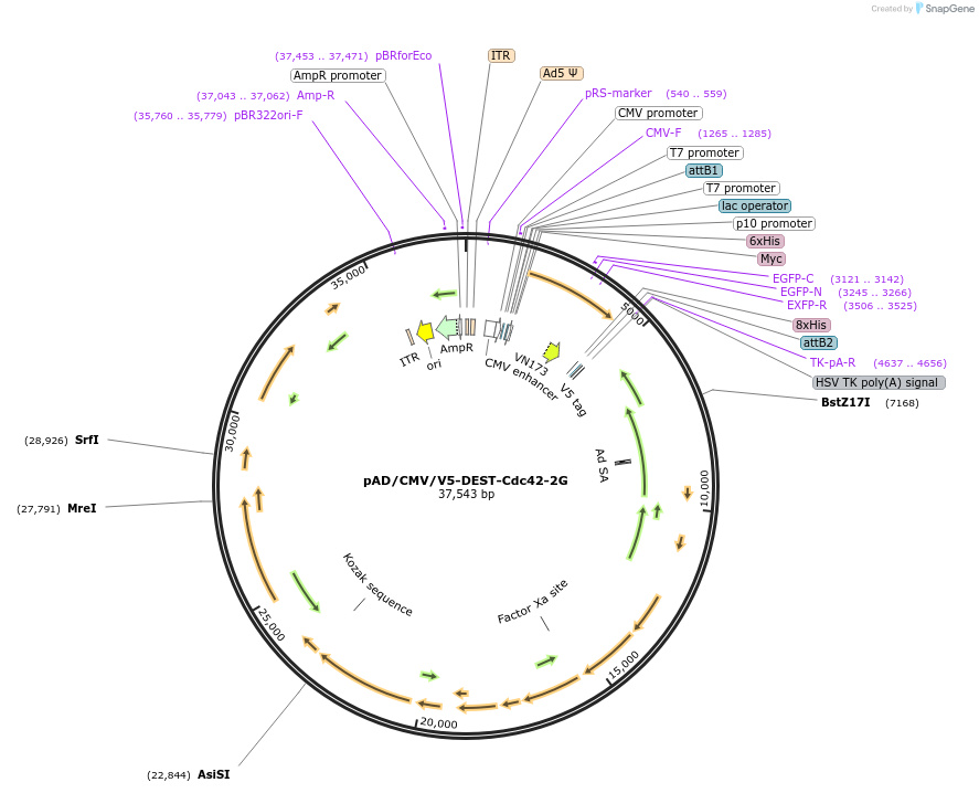 68812-plasmid-map-sequence-id-485415