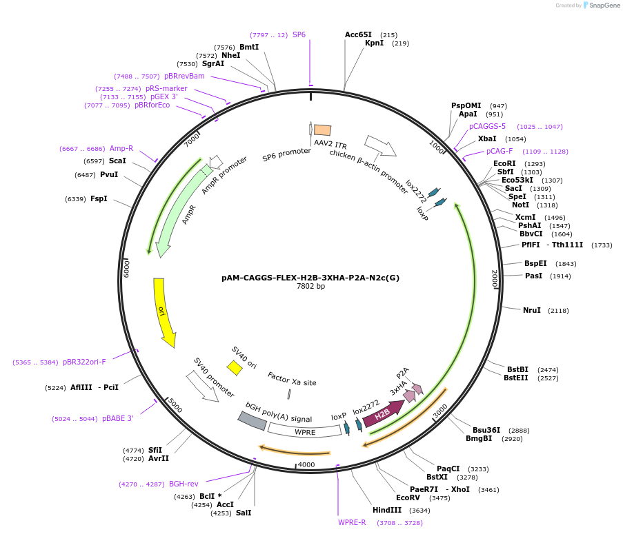 73477-plasmid-map-sequence-id-485417
