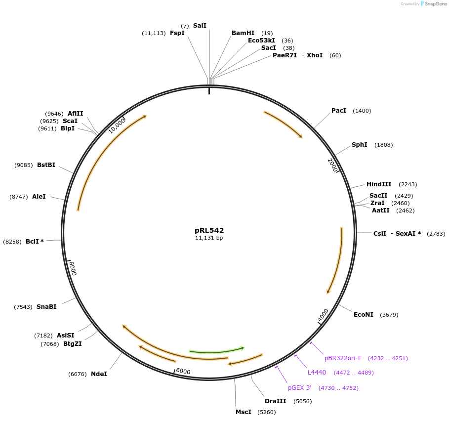 70282-plasmid-map-sequence-id-485424