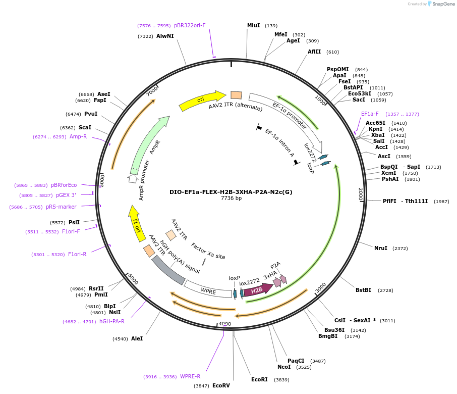 73478-plasmid-map-sequence-id-485436