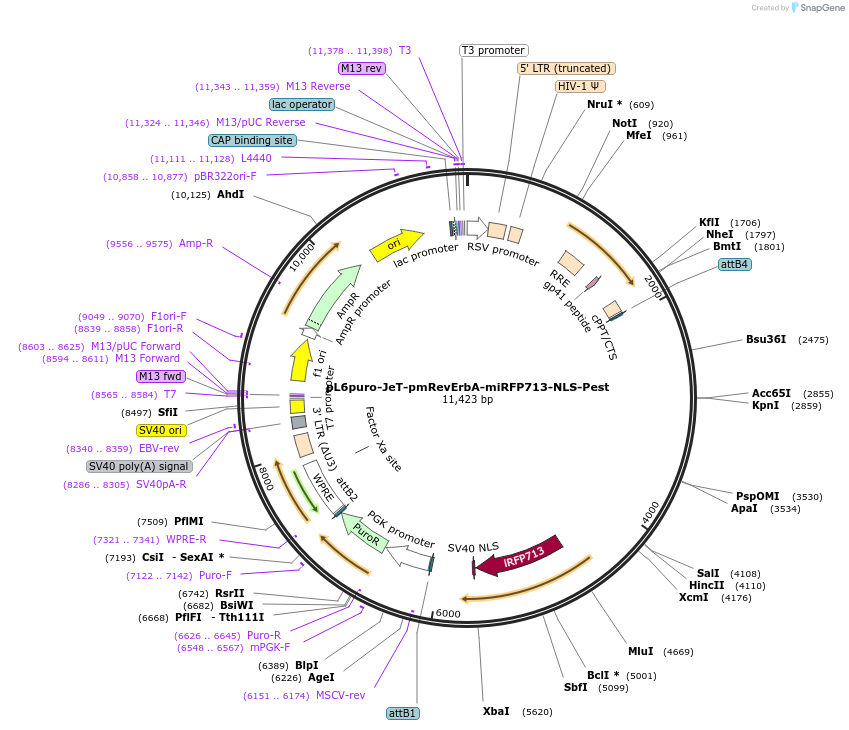 240110-plasmid-map-sequence-id-485468