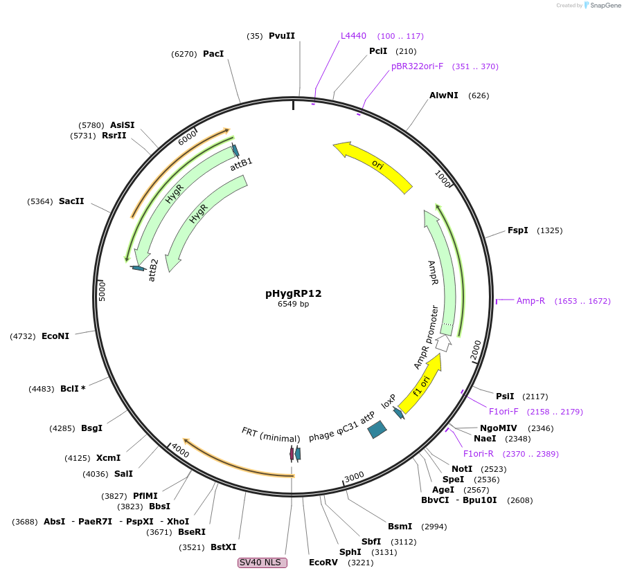 244905-plasmid-map-sequence-id-485485