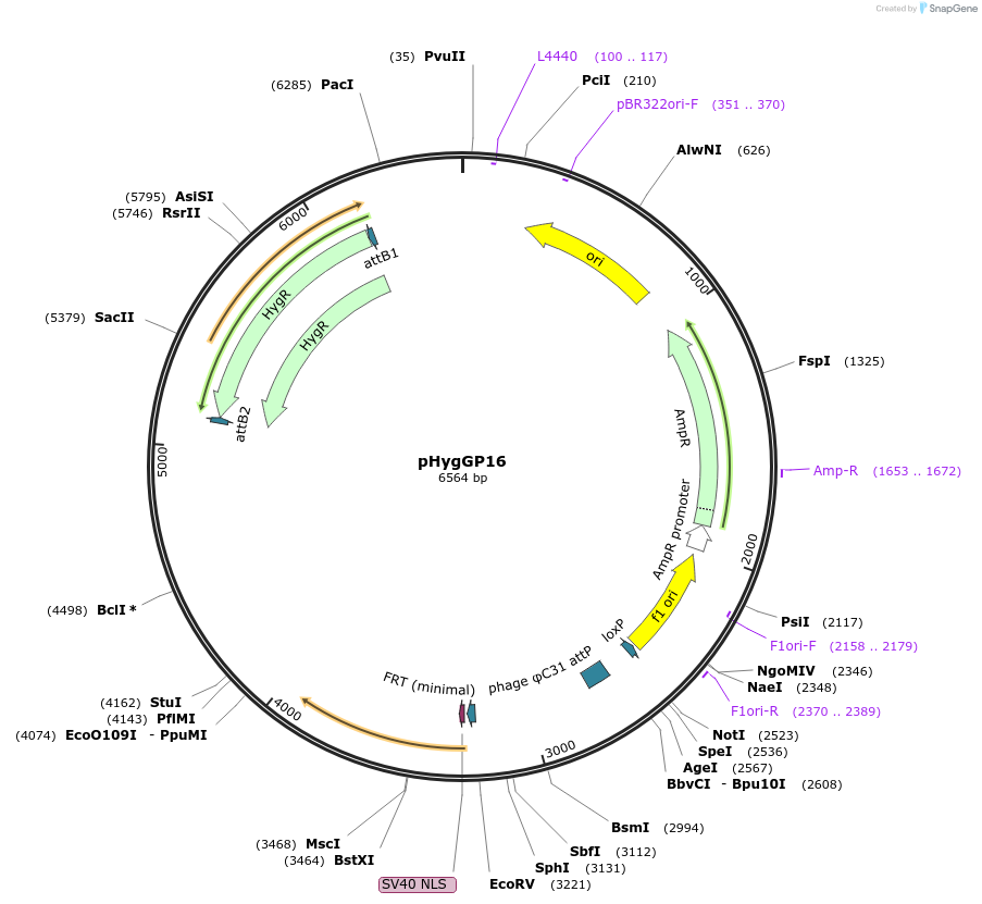 244903-plasmid-map-sequence-id-485493