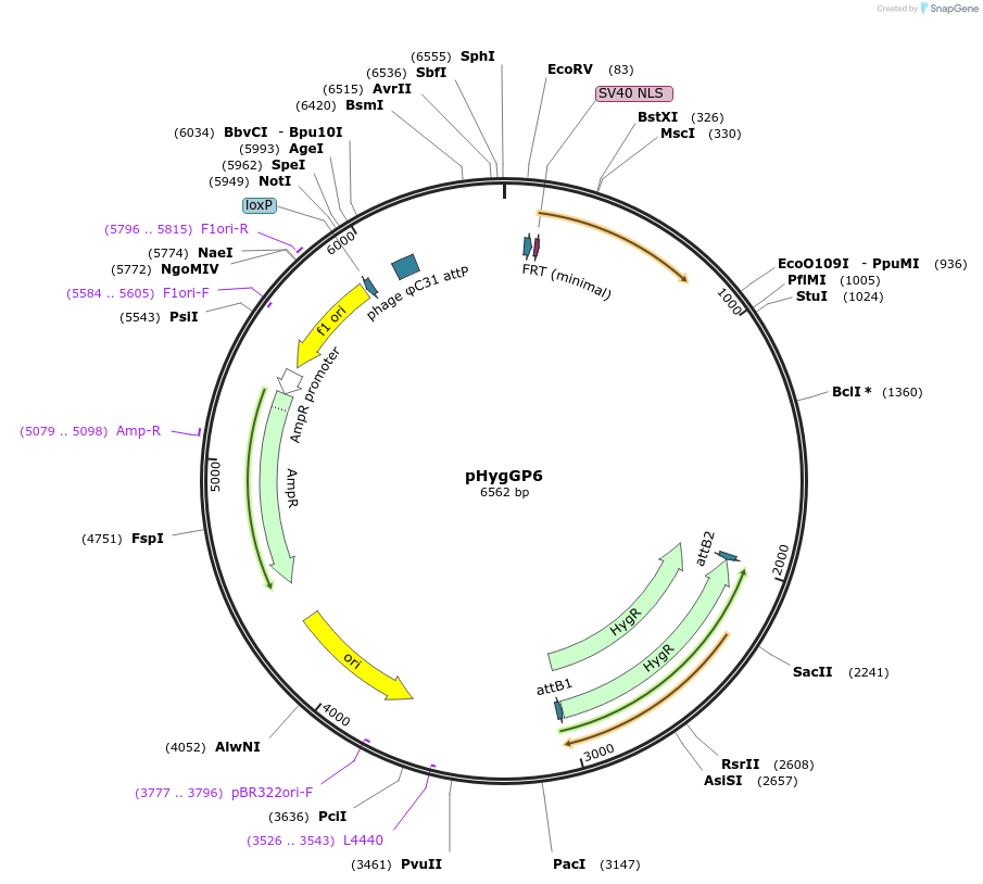 244902-plasmid-map-sequence-id-485494