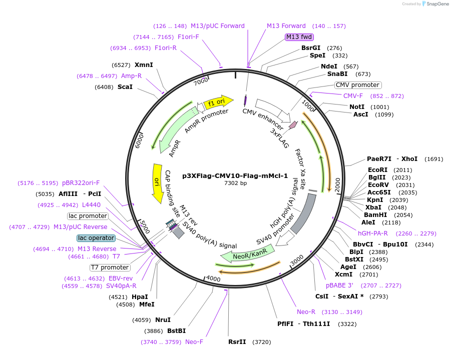 32978-plasmid-map-sequence-id-485522