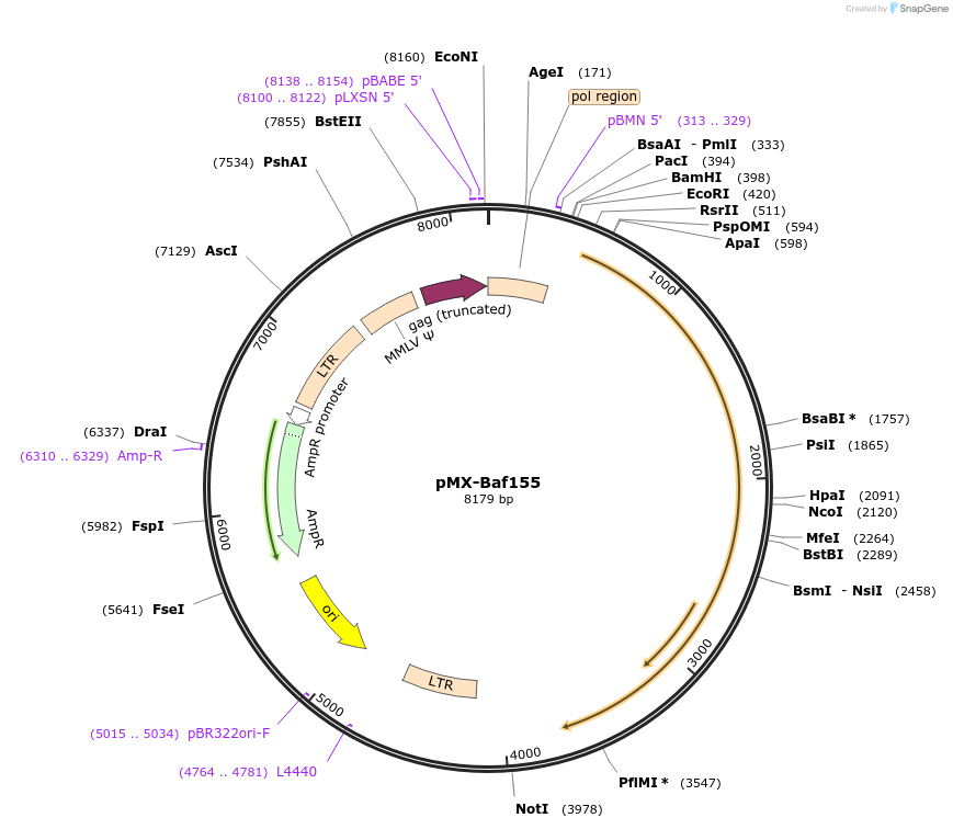 25856-plasmid-map-sequence-id-485527
