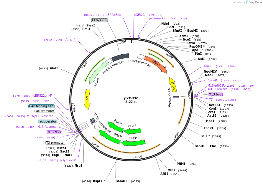 242485-plasmid-map-sequence-id-485570