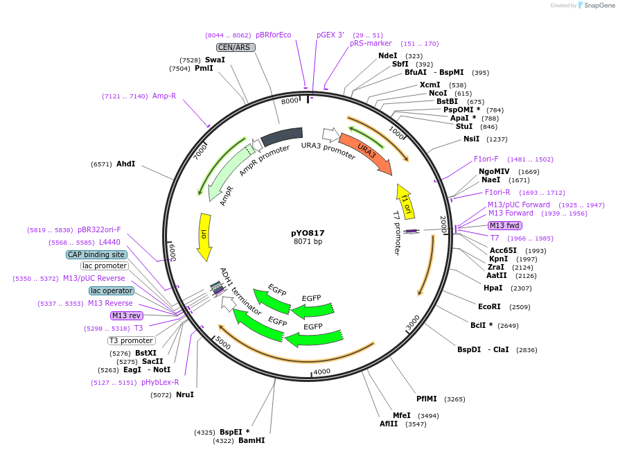 242483-plasmid-map-sequence-id-485577