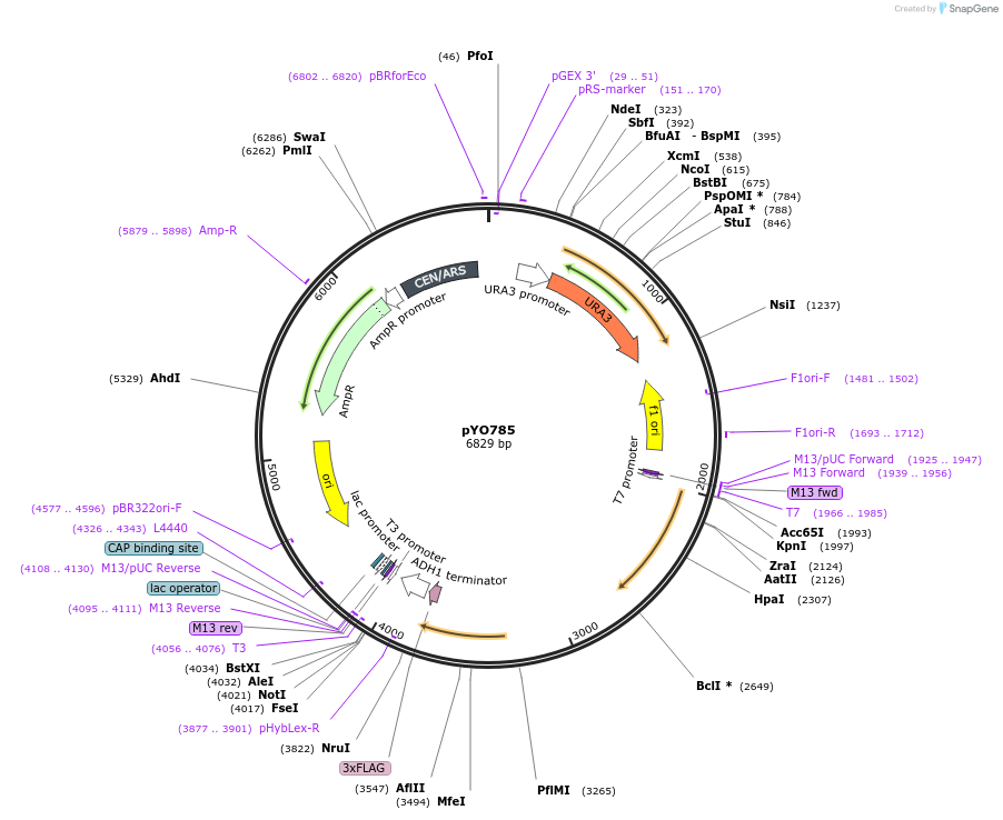 242488-plasmid-map-sequence-id-485582