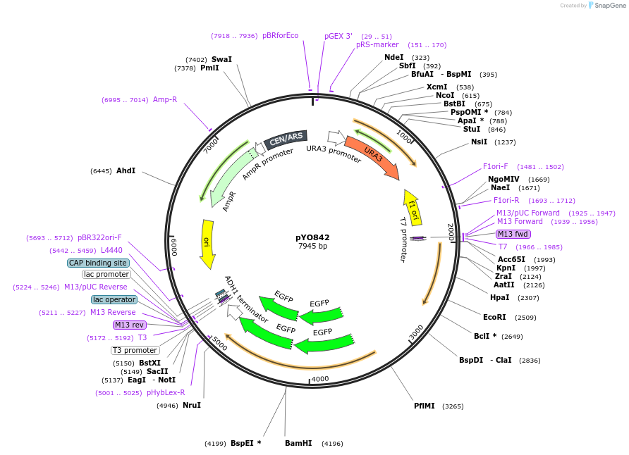 242486-plasmid-map-sequence-id-485585