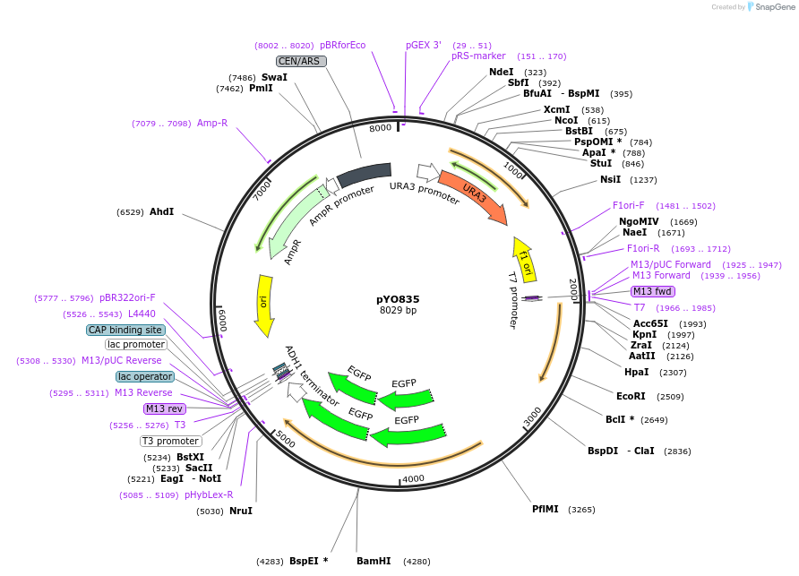 242484-plasmid-map-sequence-id-485586