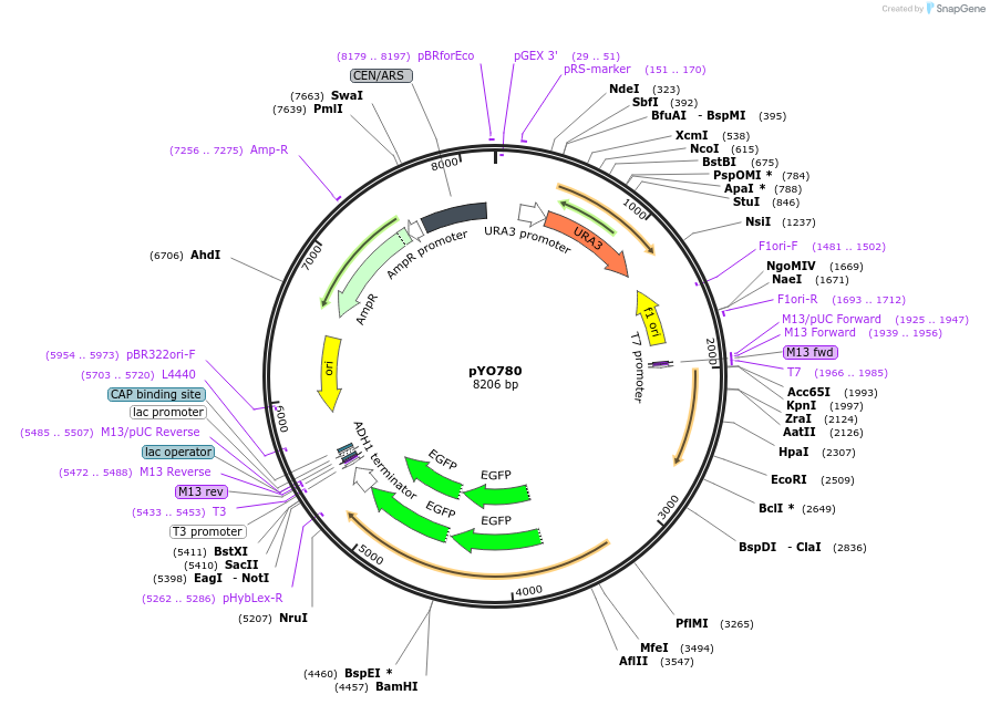 242481-plasmid-map-sequence-id-485589