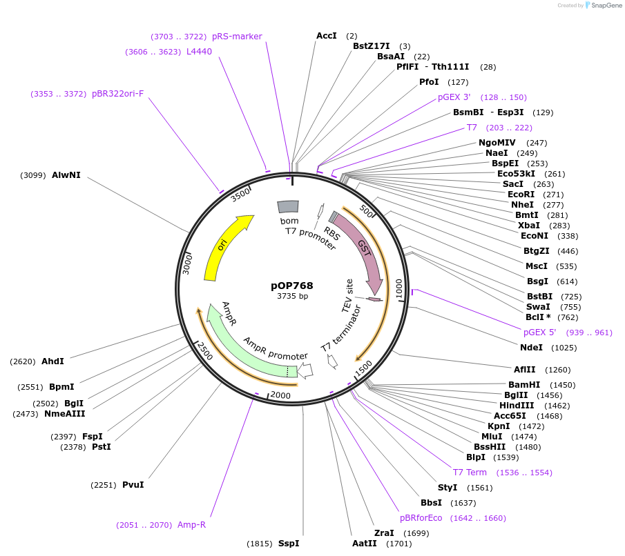 242496-plasmid-map-sequence-id-485590