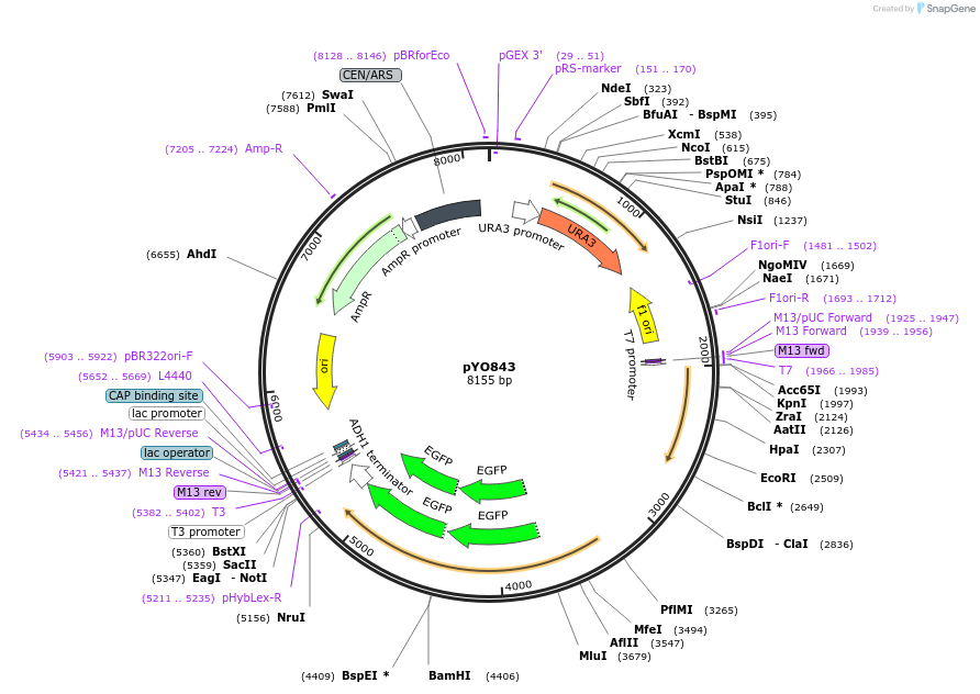 242487-plasmid-map-sequence-id-485594