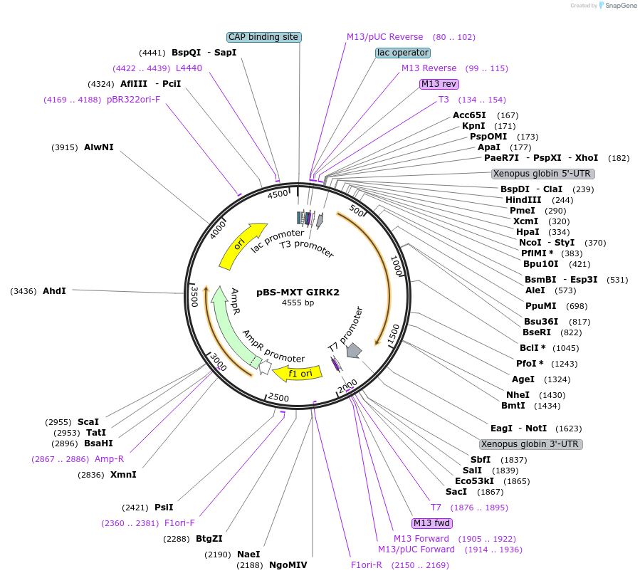 20675-plasmid-map-sequence-id-485606