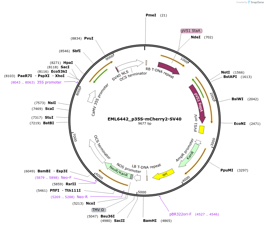 234351-plasmid-map-sequence-id-485607
