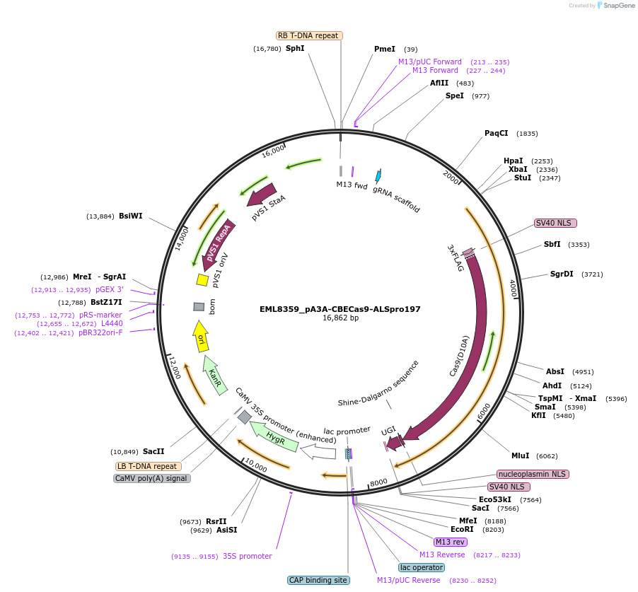 234353-plasmid-map-sequence-id-485609