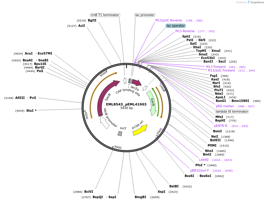 237864-plasmid-map-sequence-id-485613