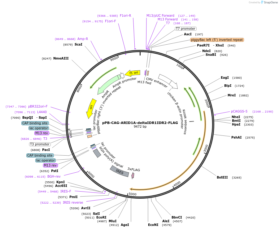 242213-plasmid-map-sequence-id-485615