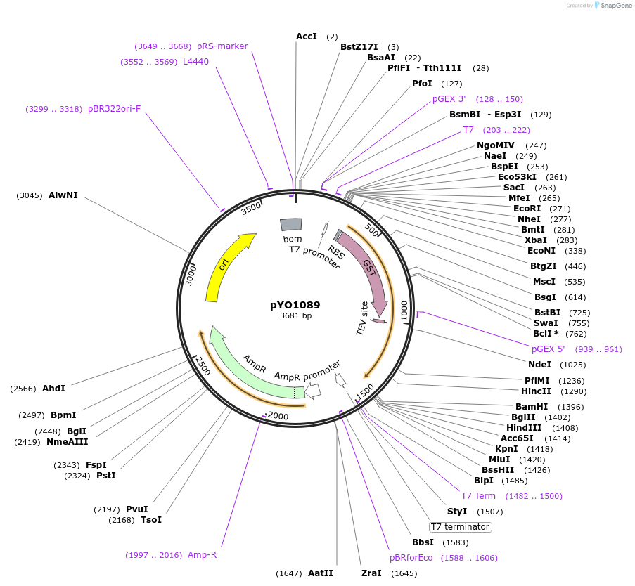 242497-plasmid-map-sequence-id-485619