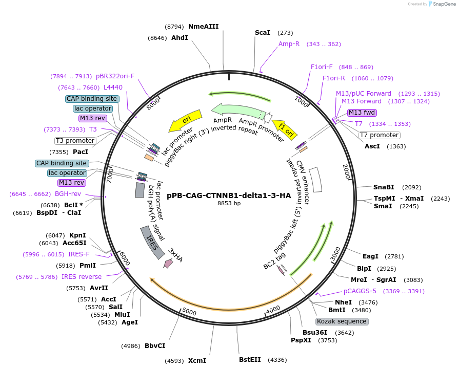242219-plasmid-map-sequence-id-485634