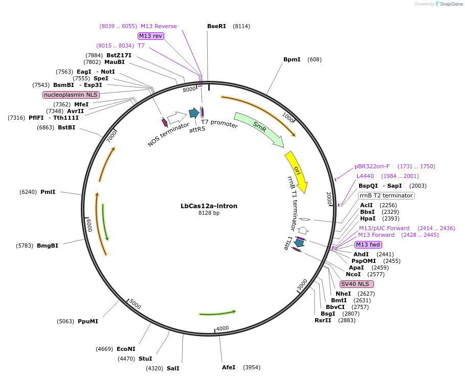 241900-plasmid-map-sequence-id-485640