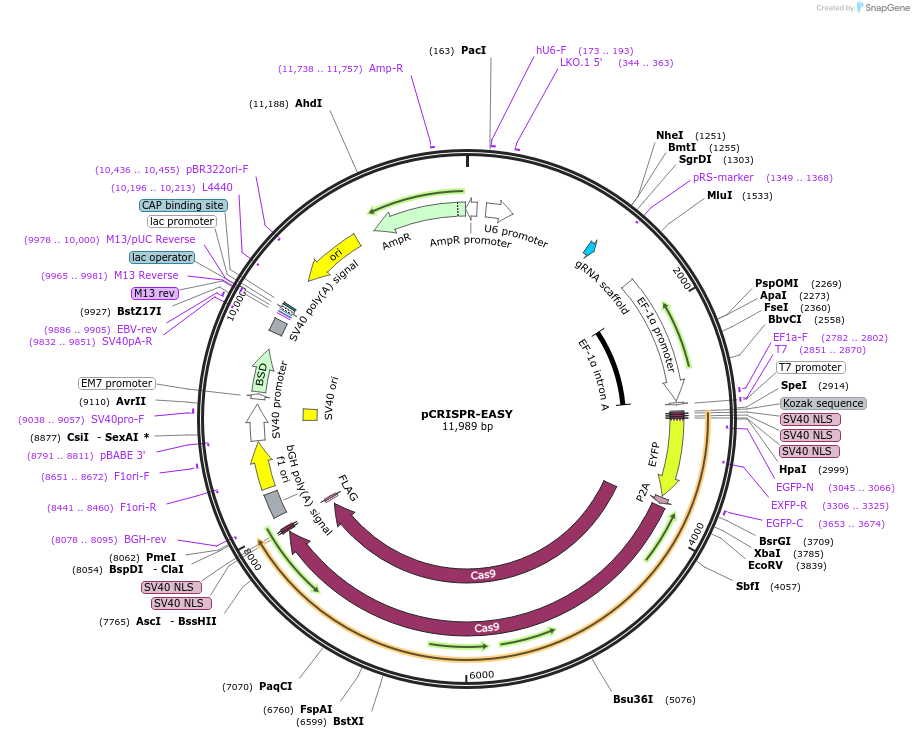 241237-plasmid-map-sequence-id-485643