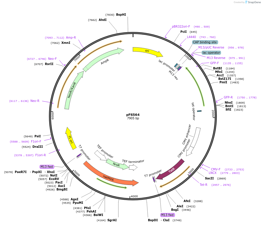 242864-plasmid-map-sequence-id-485651