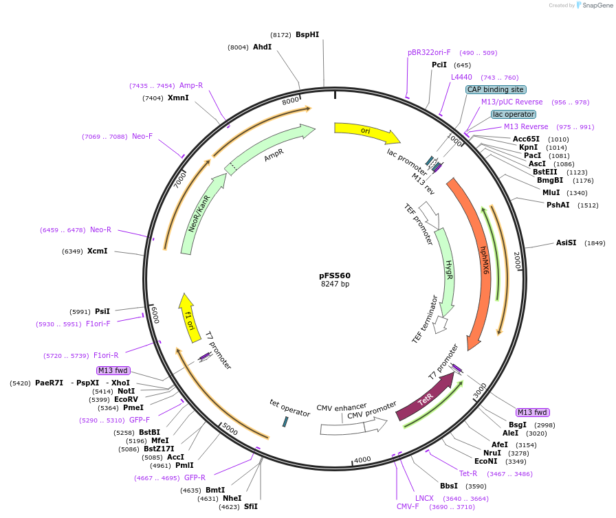 242860-plasmid-map-sequence-id-485654