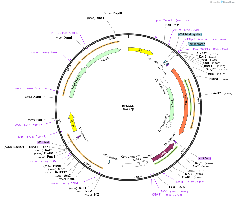 242858-plasmid-map-sequence-id-485663
