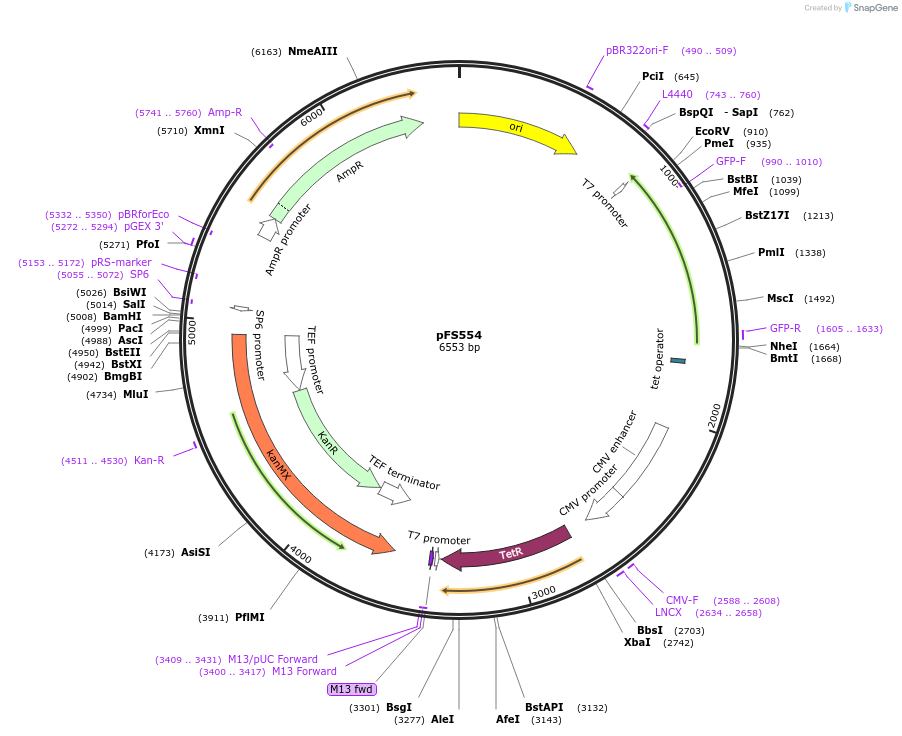 242854-plasmid-map-sequence-id-485667