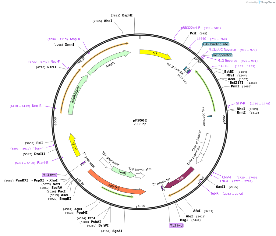 242862-plasmid-map-sequence-id-485676