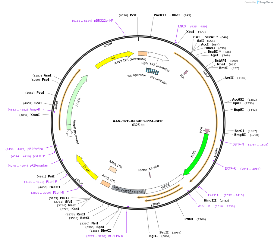 236179-plasmid-map-sequence-id-485694