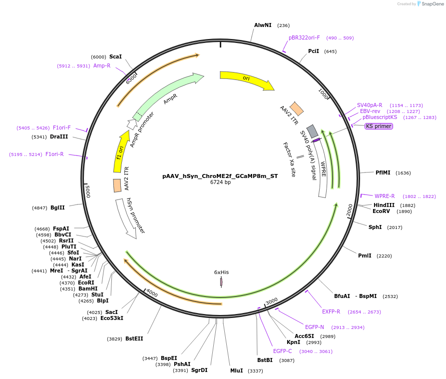 227783-plasmid-map-sequence-id-485696
