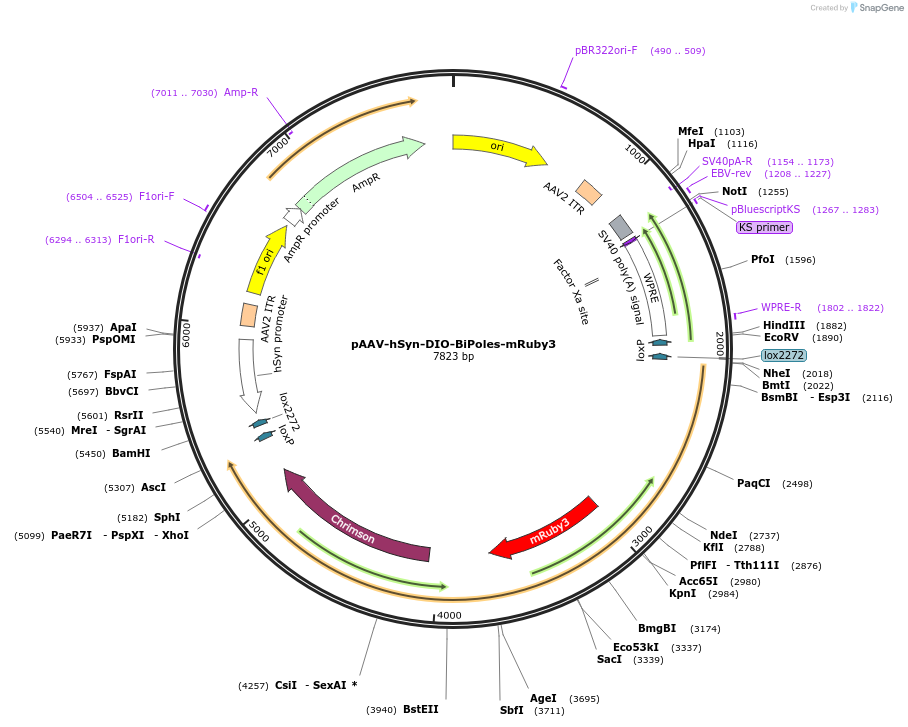 227782-plasmid-map-sequence-id-485698