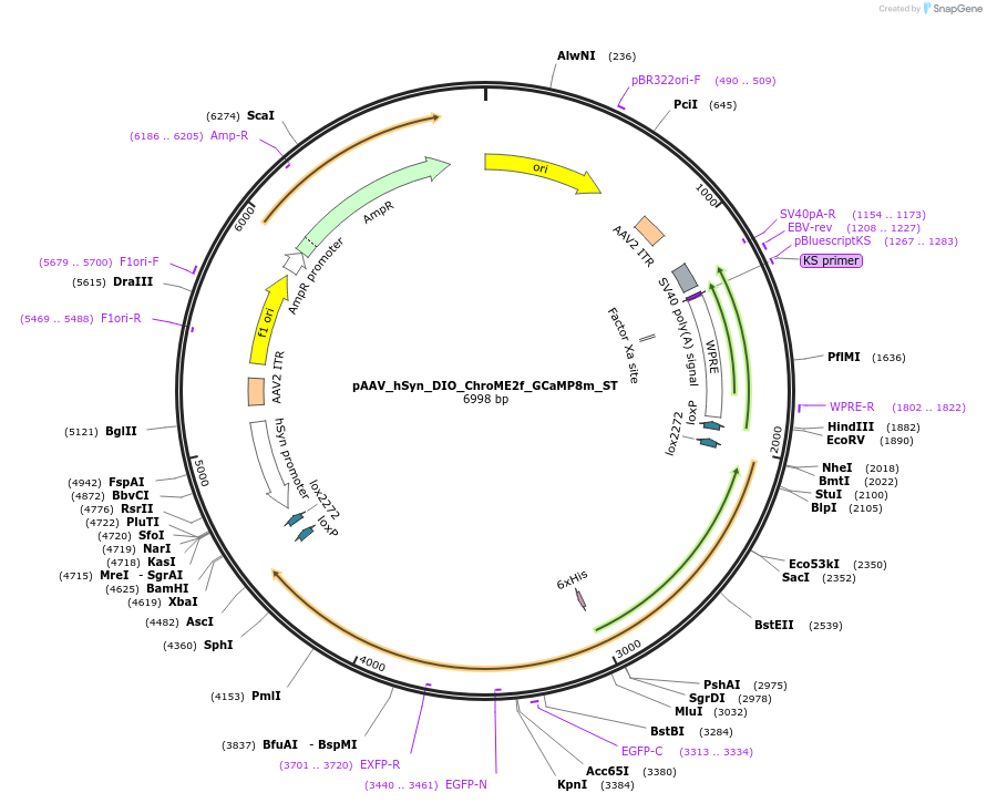 227784-plasmid-map-sequence-id-485699